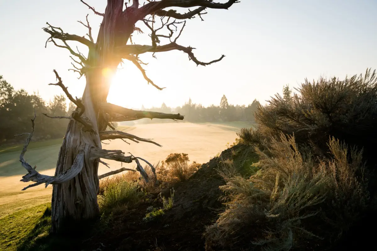 Juniper Preserve